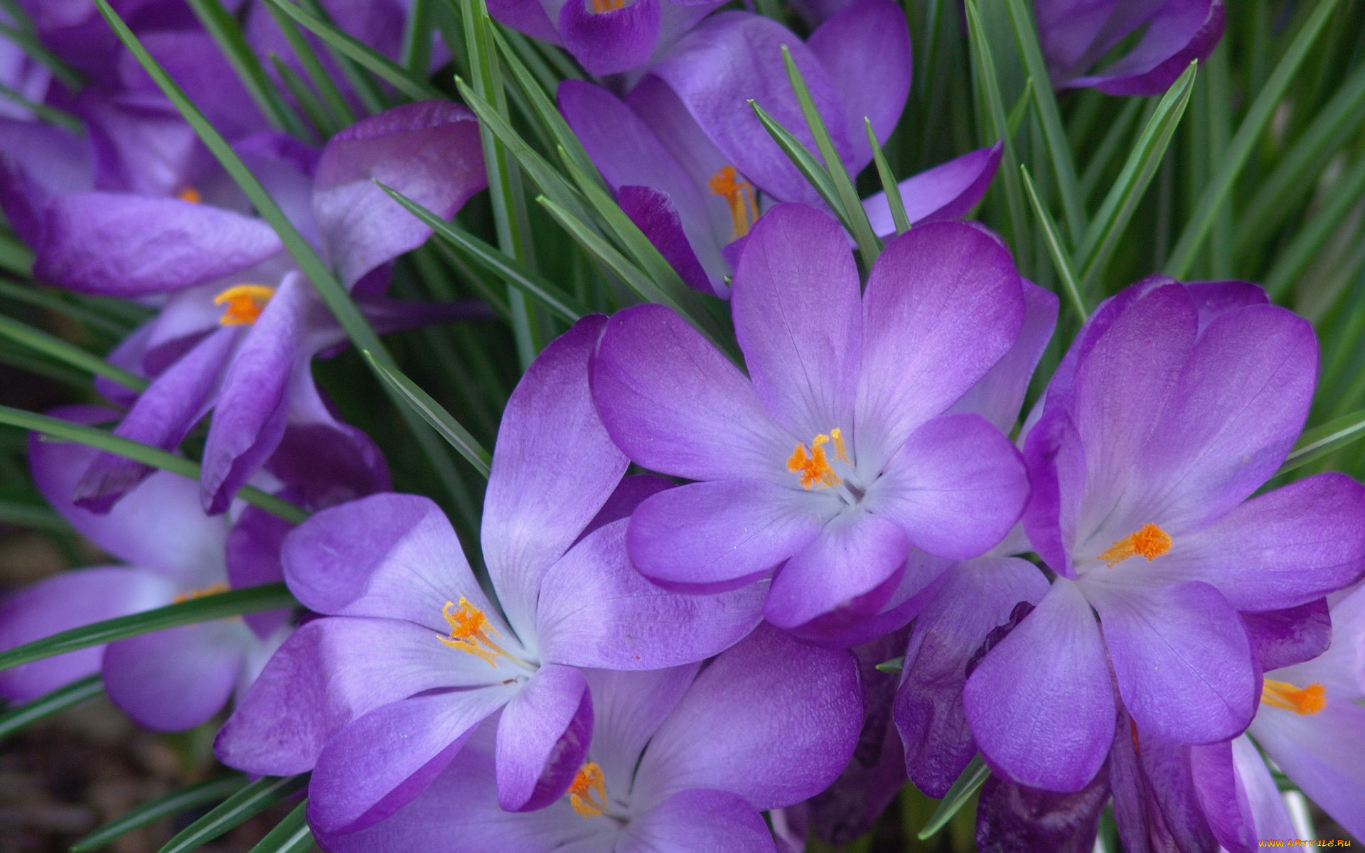 Фиолетовые цветы подснежники